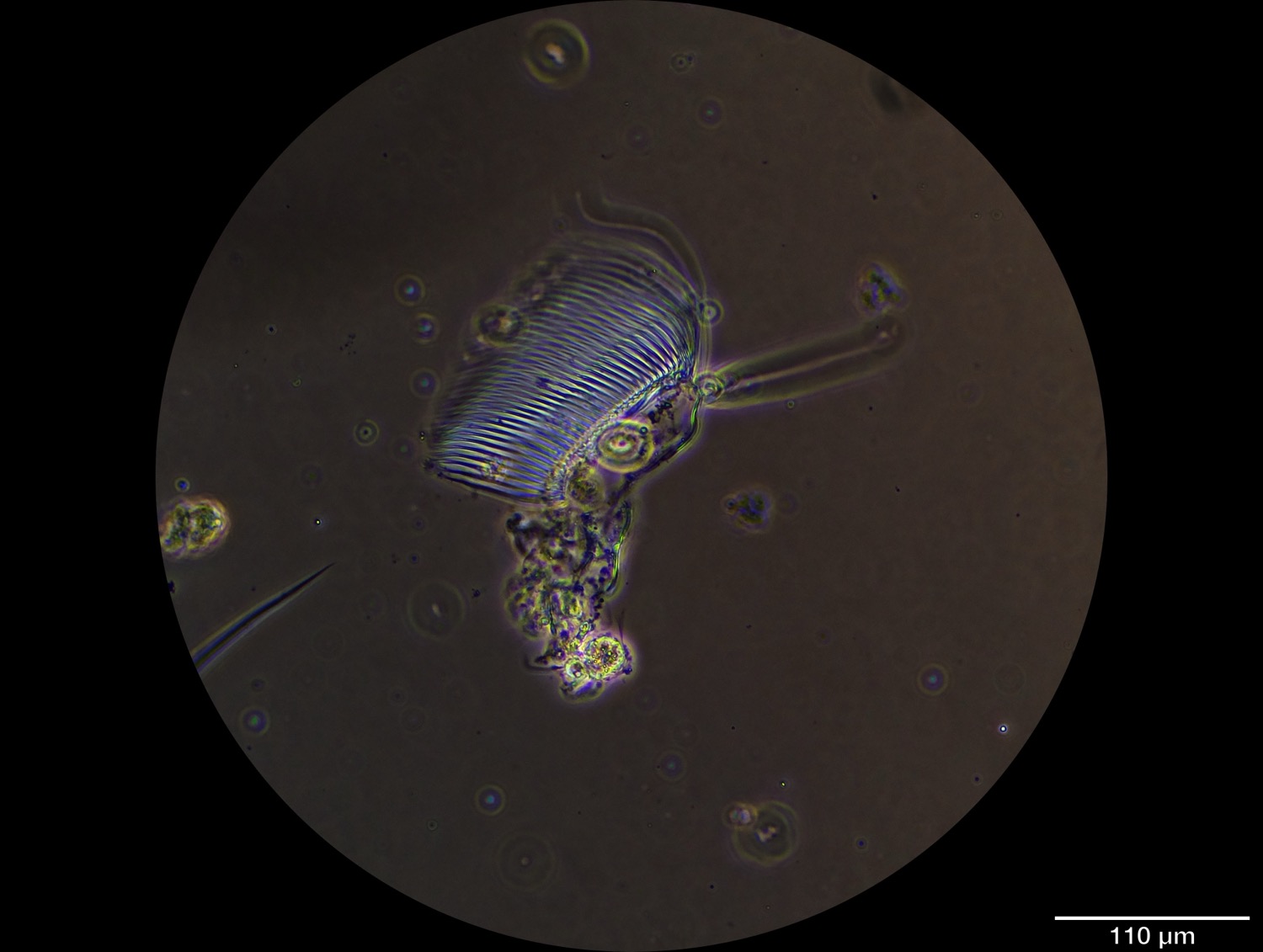 Microscope image of an organism in a pond water sample