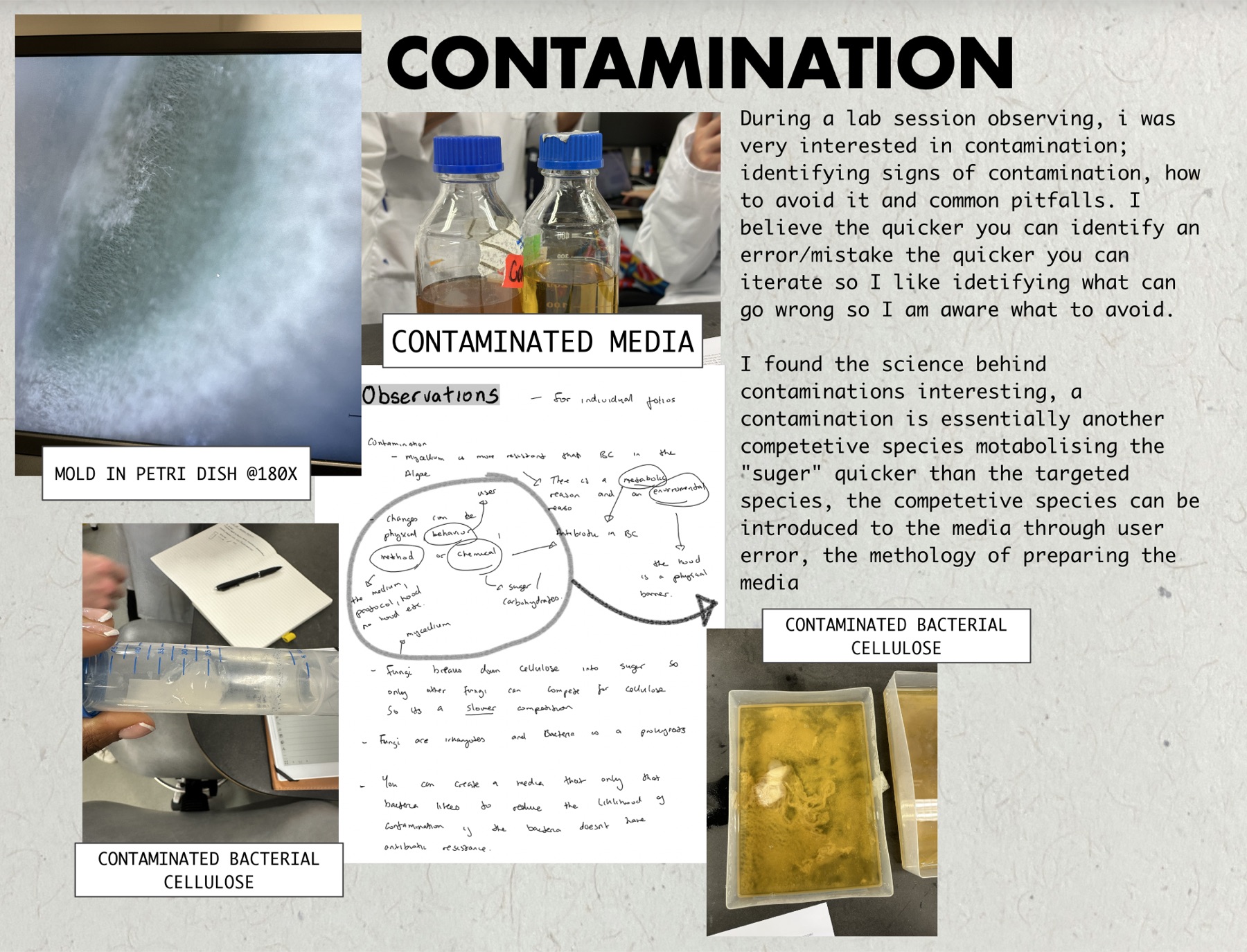 Board showing mould in a petri dish at 180x and contaminated bacterial cellulose media