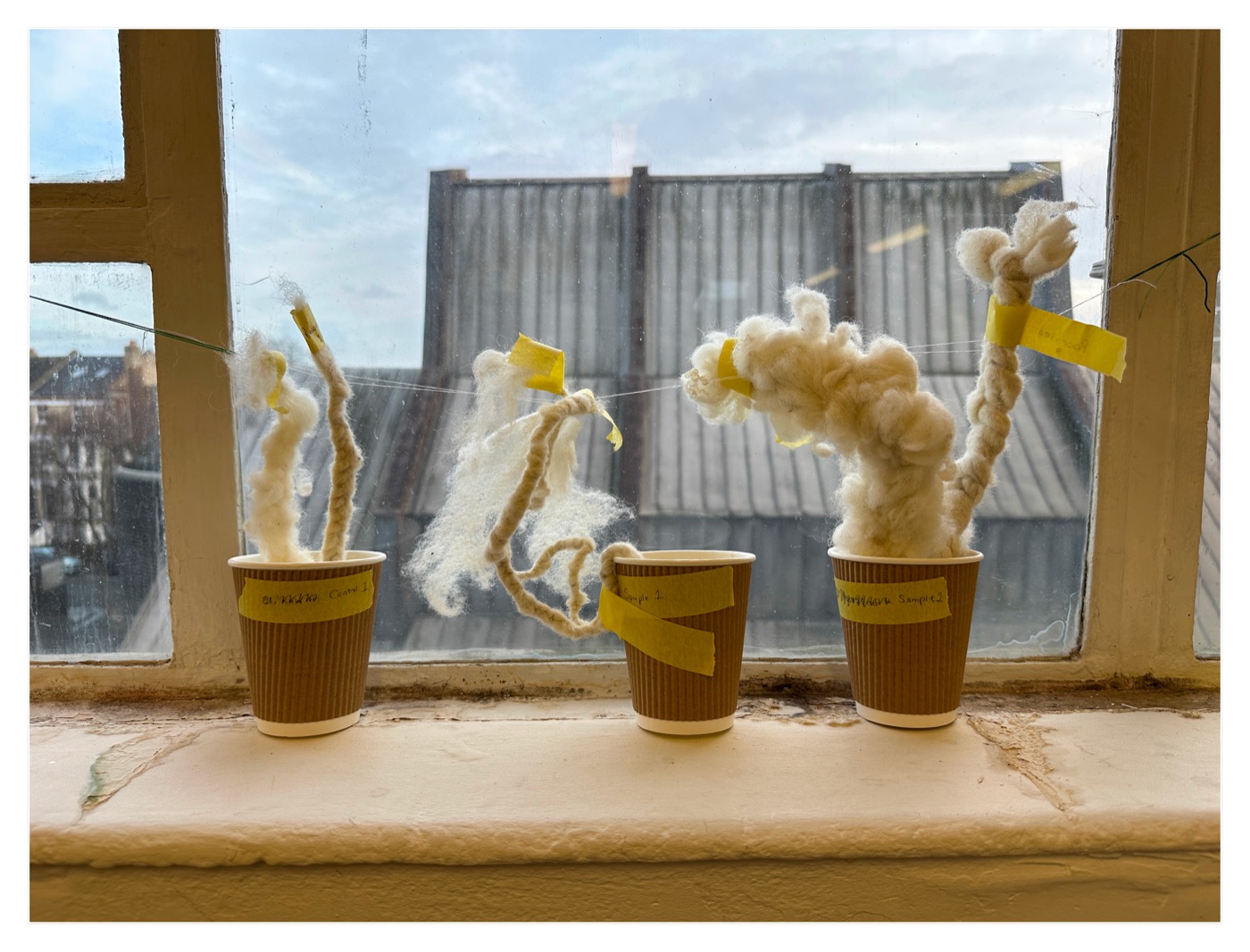 Labelled wool samples standing in cups on a windowsill