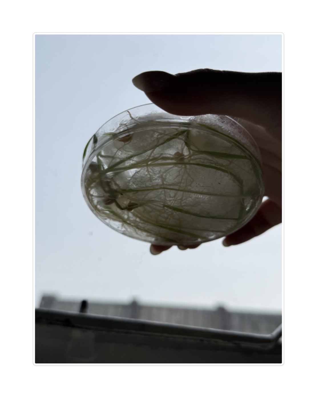 Petri dish held to the light showing green roots running through the substrate